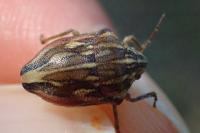 Odontotarsus robustus