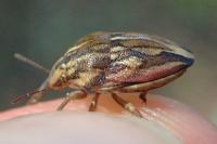 Odontotarsus robustus