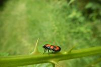 Cercopis vulnerata
