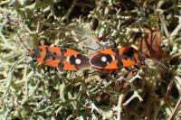 Lygaeus equestris / Lygaeus simulans