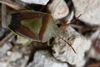 Piezodorus lituratus