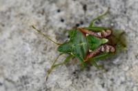 Cyphostethus tristriatus