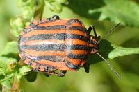 Graphosoma italicum