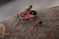 Melanocoryphus albomaculatus