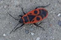 Pyrrhocoris apterus