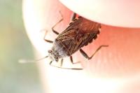 Stictopleurus punctatonervosus