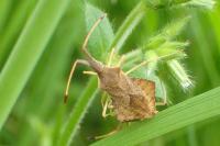 Syromastus rhombeus