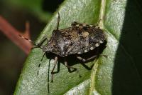 Rhaphigaster nebulosa