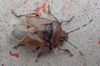 Rhaphigaster nebulosa