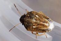 Neottiglossa leporina