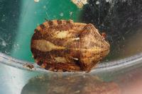 Eurygaster testudinaria