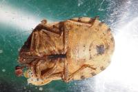 Eurygaster testudinaria