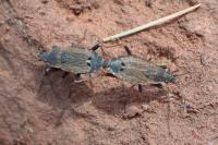 Ischnopeza hirticornis