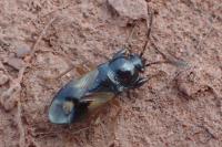 Megalonotus praetextatus