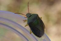 Piezodorus lituratus