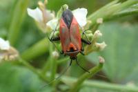 Calocoris nemoralis