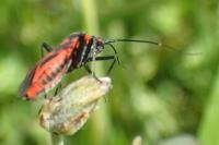 Calocoris nemoralis