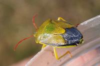 Piezodorus lituratus
