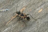 Rhyparochromus vulgaris