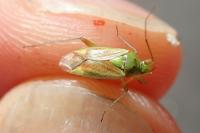 Closterotomus norwegicus