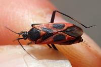 Calocoris nemoralis