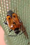 Deraeocoris punctum