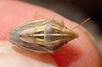 Aelia rostrata cognata