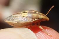 Aelia rostrata cognata