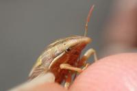 Aelia rostrata cognata