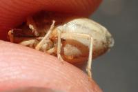 Aelia rostrata cognata