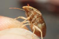 Aelia rostrata cognata