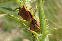 Carpocoris mediterraneus atlanticus