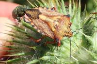 Carpocoris mediterraneus atlanticus