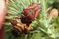 Carpocoris mediterraneus atlanticus