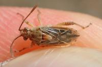 Stictopleurus subtomentosus