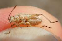 Stictopleurus subtomentosus