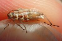 Stictopleurus subtomentosus