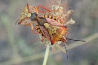 Carpocoris mediterraneus atlanticus