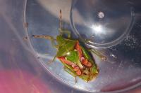 Cyphostethus tristriatus