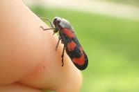 Cercopis vulnerata