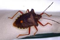 Pentatoma rufipes