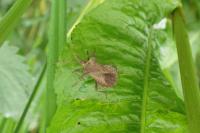 Coreus marginatus