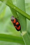 Cercopis vulnerata