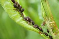 Aphis fabae
