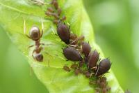 Aphis fabae