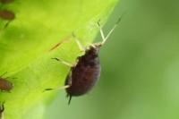 Aphis fabae