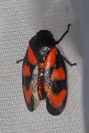 Cercopis vulnerata