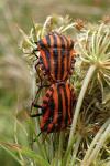 Graphosoma italicum