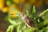 Stictopleurus punctatonervosus