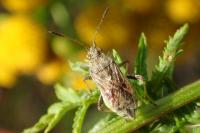 Stictopleurus punctatonervosus